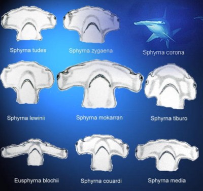 Specie di squalo martello